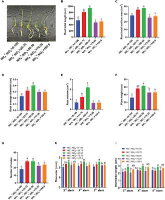 An appropriate ammonium: nitrate ratio promotes the growth of centipedegrass: insight from physiological and micromorphological analyses